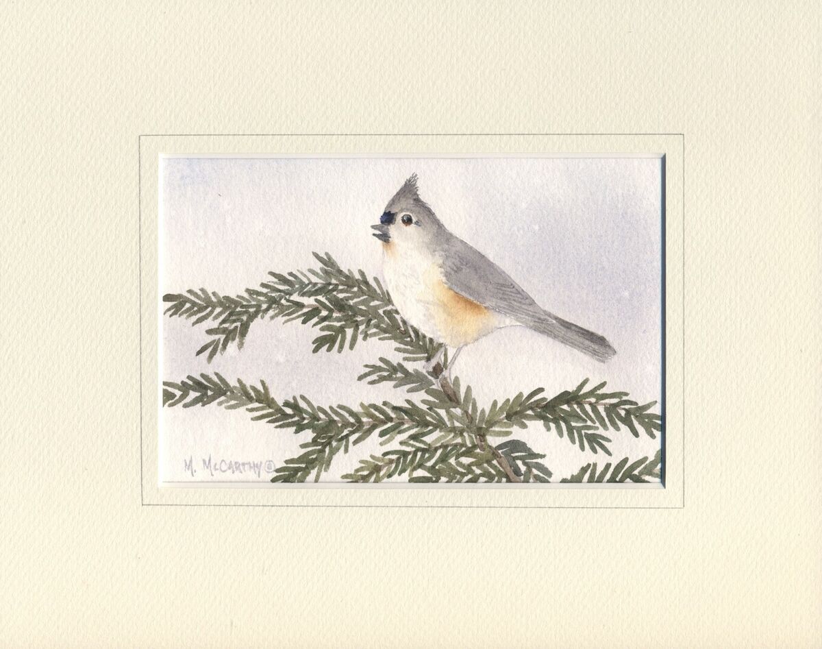 Tufted titmouse on hemlock tree a watercolor l by nh artist maureen mccarthy