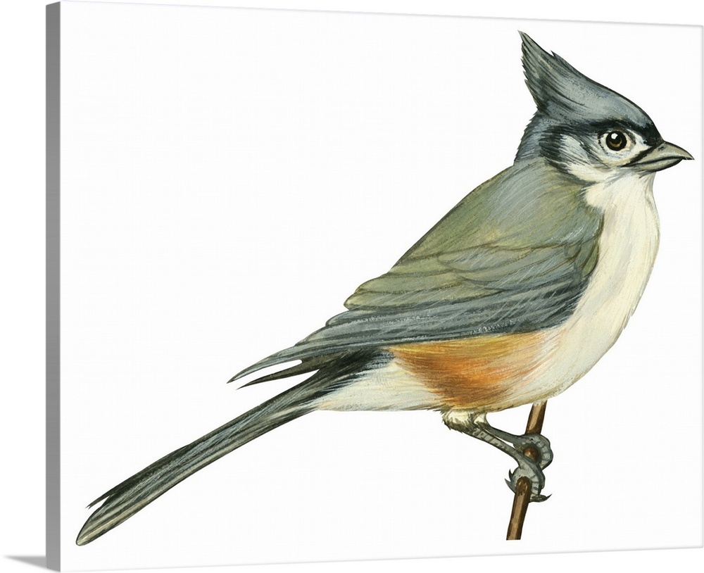Tufted titmouse parus bicolor illustration wall art canvas prints framed prints wall peels great big canvas