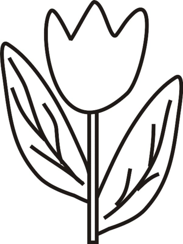 Simple tulip coloring page
