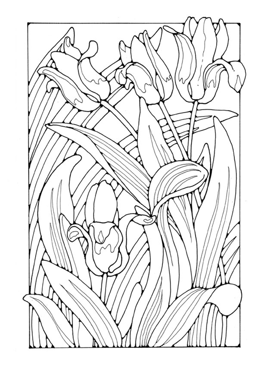 Coloring pages tulips coloring pages for adults