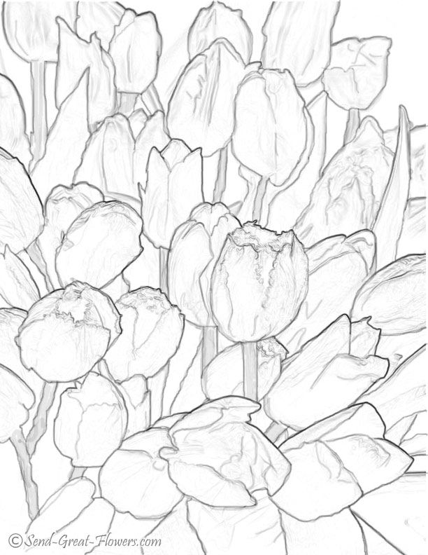Beautiful tulip coloring pages