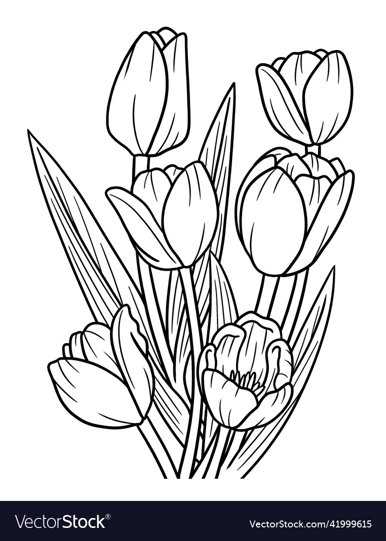 Tulips flower coloring page for adults royalty free vector