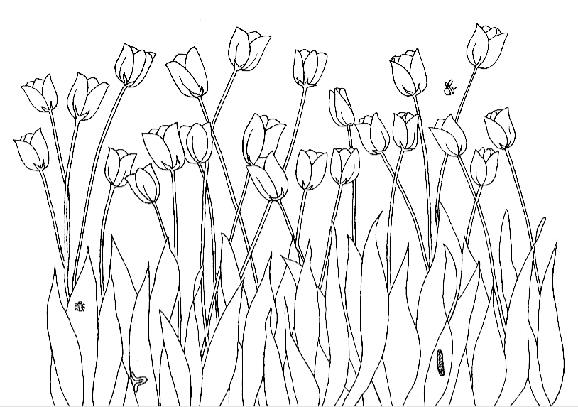 Tulips in spring coloring pages for grown ups adults