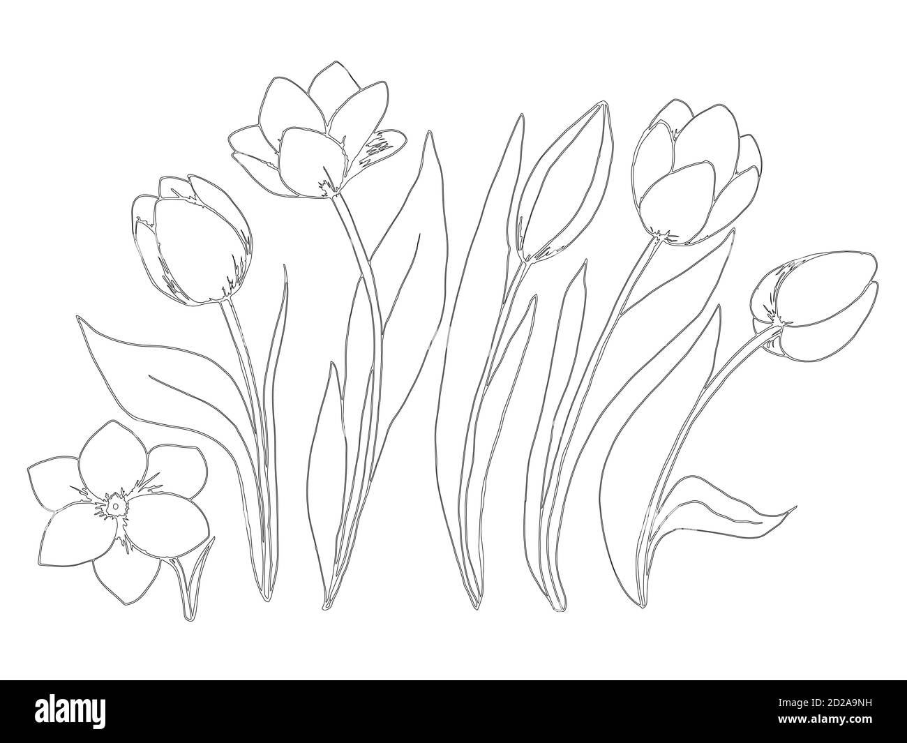Coloring page collection flowers of the tulip stock vector image art