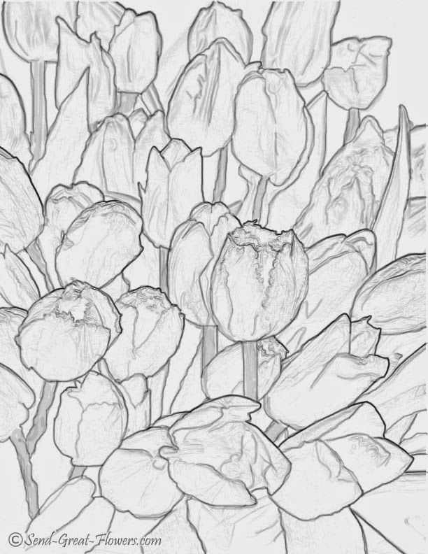 Tulip coloring pages for adults