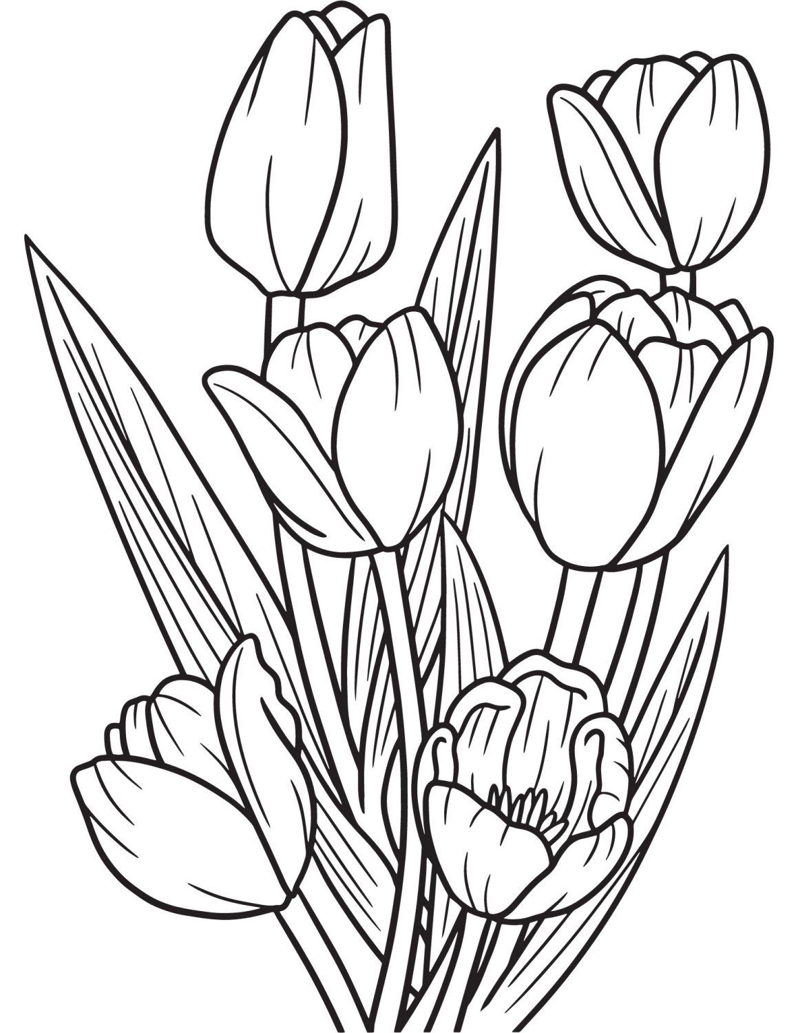 Free tulip coloring pages to celebrate spring