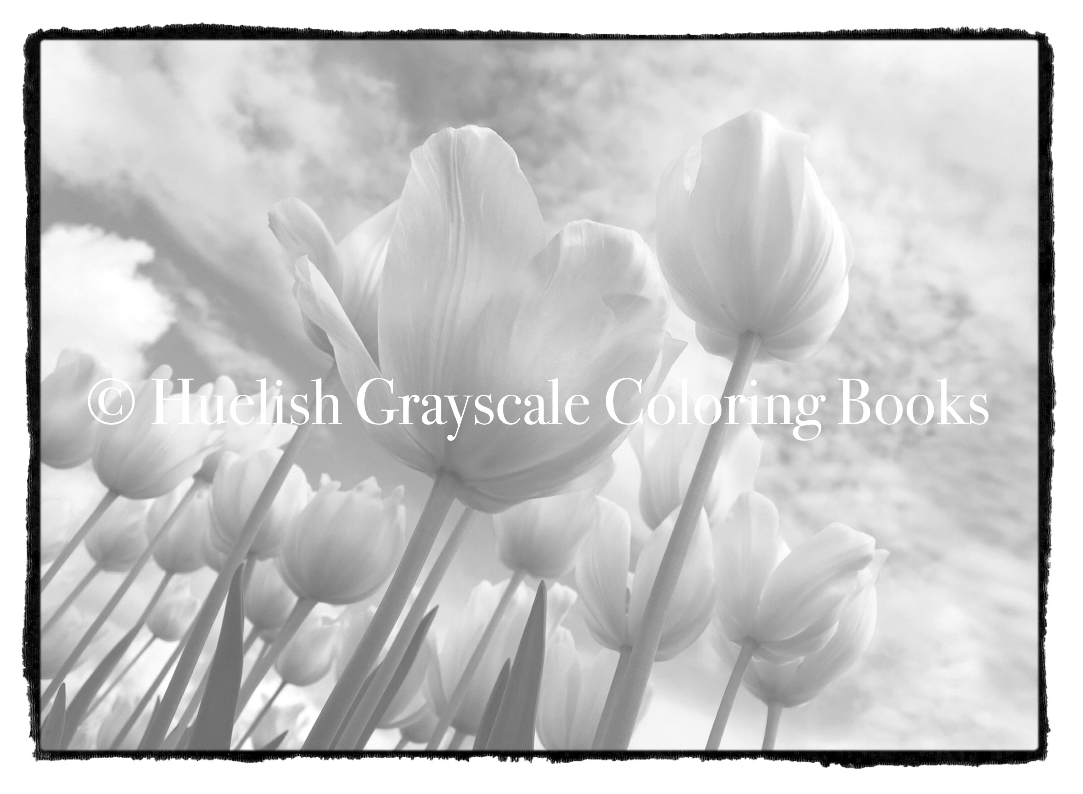 Downloadable grayscale coloring page tulip field from beautiful nature