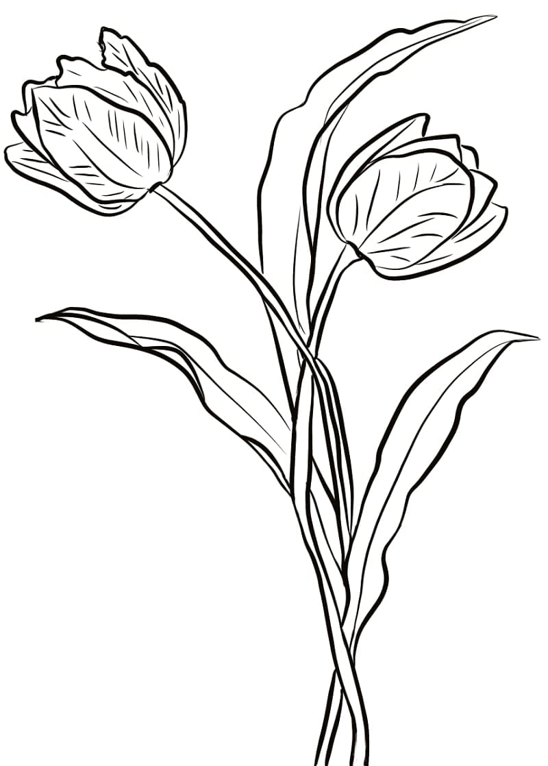 Print tulips coloring page