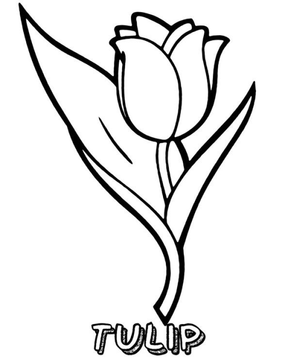 Beautiful tulip coloring pages collection pdf