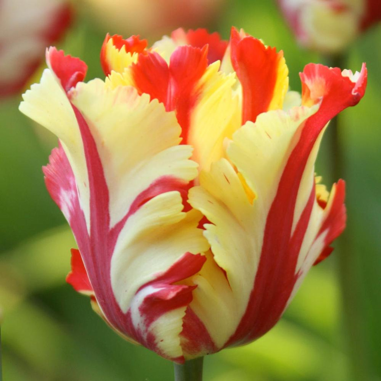 Tulip parrot texas flame