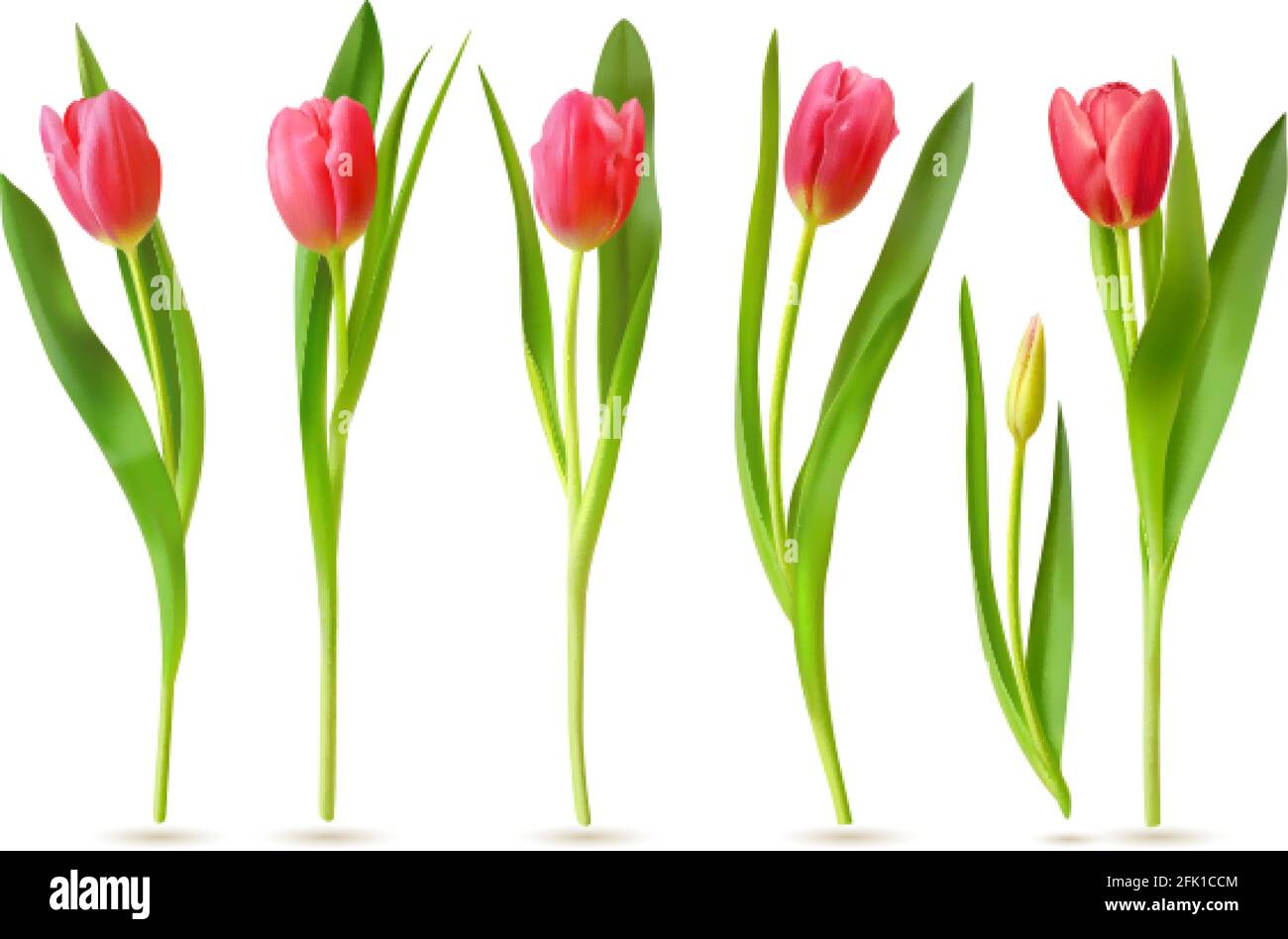 Red buds stock vector images