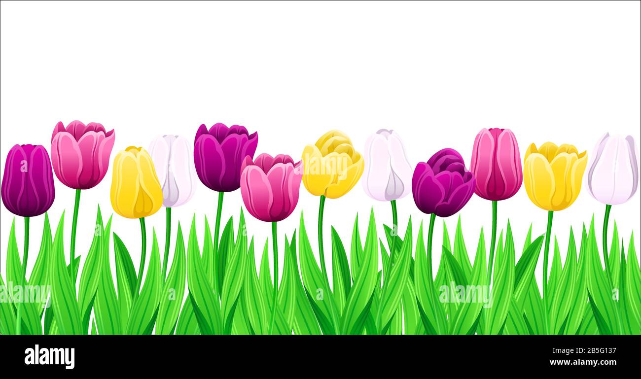 Colorful tulip flowers stock vector images