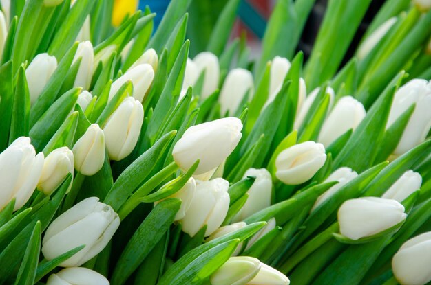 Premium photo white tulips for background or postcard world womens day natural color