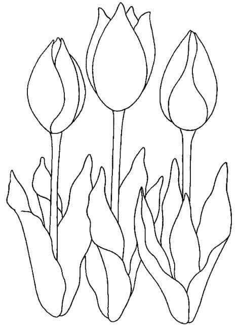 Tulipanes tulipanes para colorear tutoriales de dibujos de flores pãginas para colorear de flores