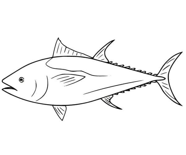 Tuna coloring pages bluefin tuna atlantic bluefin tuna fish drawings