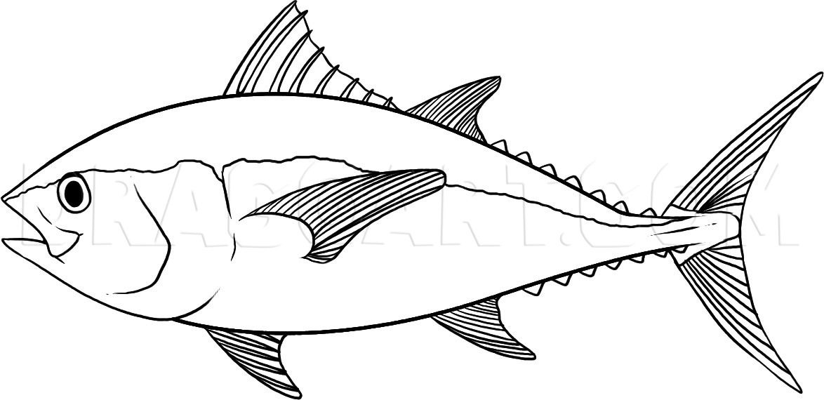 How to draw a tuna step by step drawing guide by dawn dragoart fish drawings fish coloring page drawings