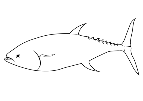 Pacific bluefin tuna thunnus orientalis coloring page free printable coloring pages