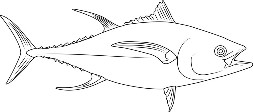 Tuna engraving images â browse photos vectors and video