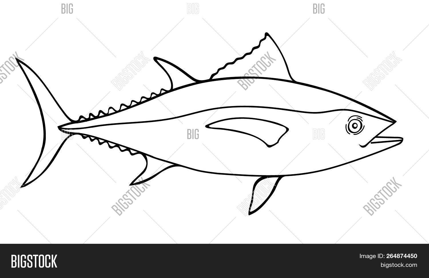 Tuna fish sketch image photo free trial bigstock