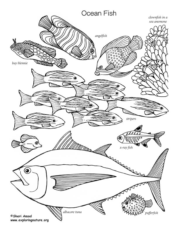 Ocean fish coloring page