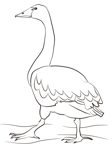 Tundra swan coloring page free printable coloring pages
