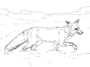 Tundra animals coloring pages free printable pictures
