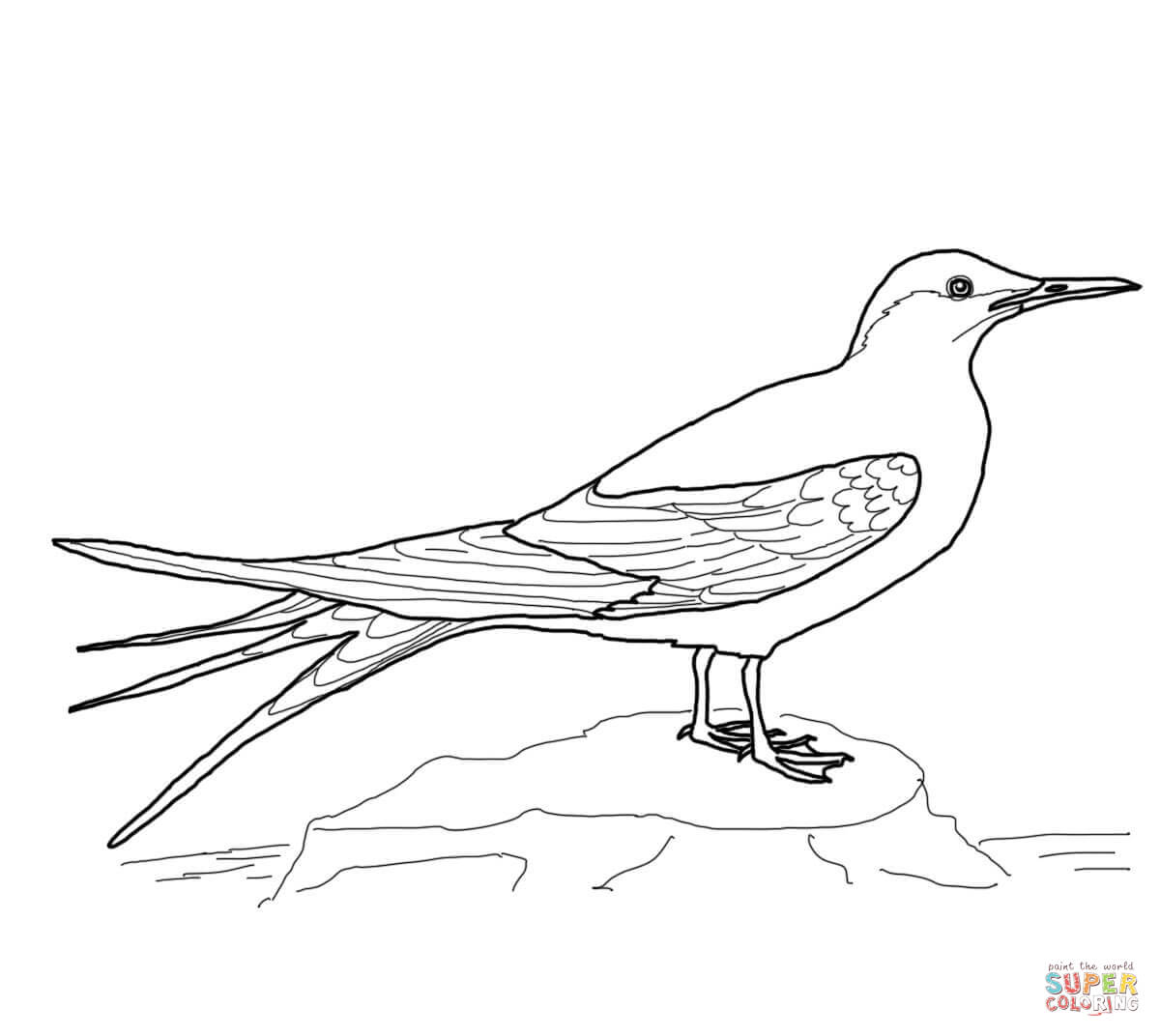 Arctic tern coloring page free printable coloring pages