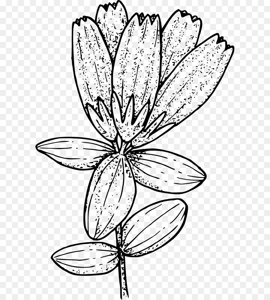 Black and white flower png download