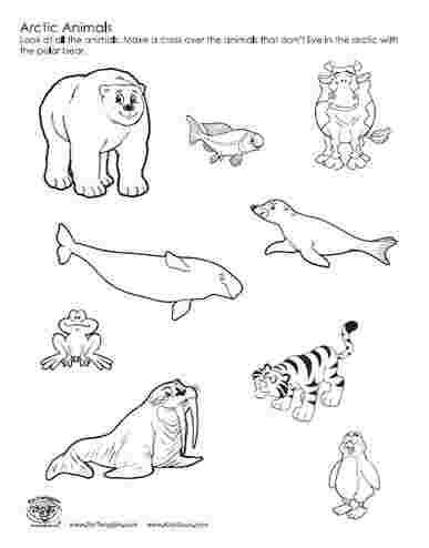 Antarctic animals coloring pages arctic tundra animals animal worksheets north pole animals