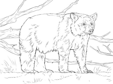 Realistic american black bear coloring page free printable coloring pages