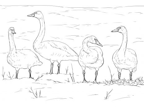 Tundra swans coloring page super coloring animal coloring pag coloring pag princs coloring pag