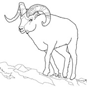Tundra animals coloring pages free printable pictures