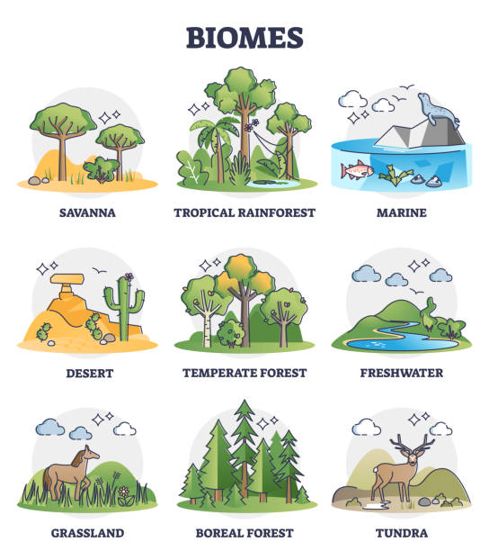 Tundra stock illustrations royalty
