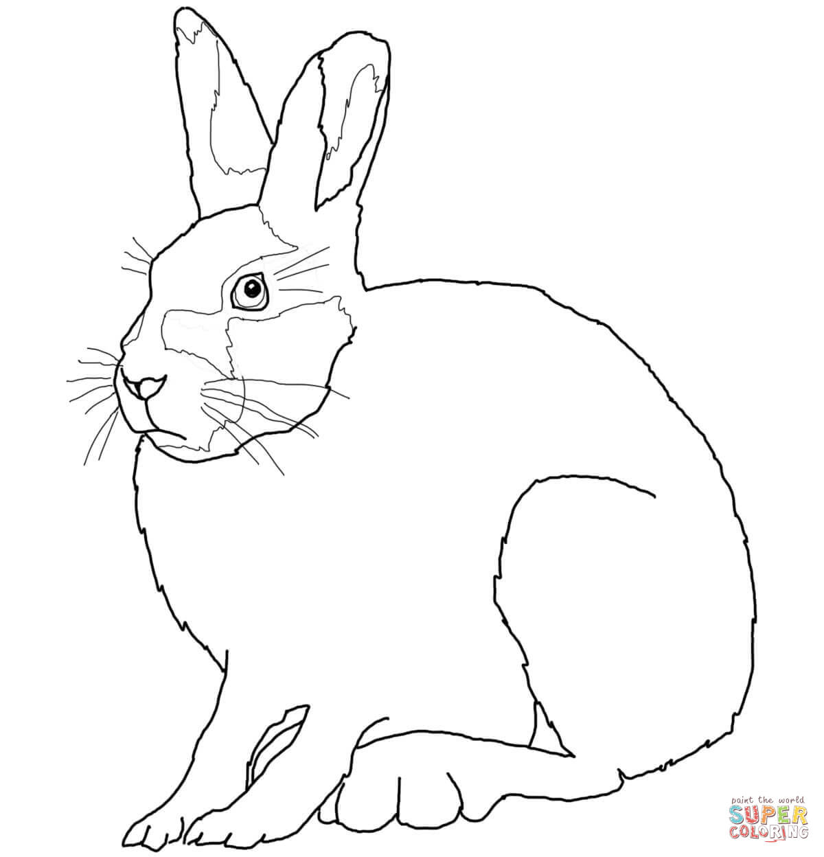 Arctic hare coloring page free printable coloring pages