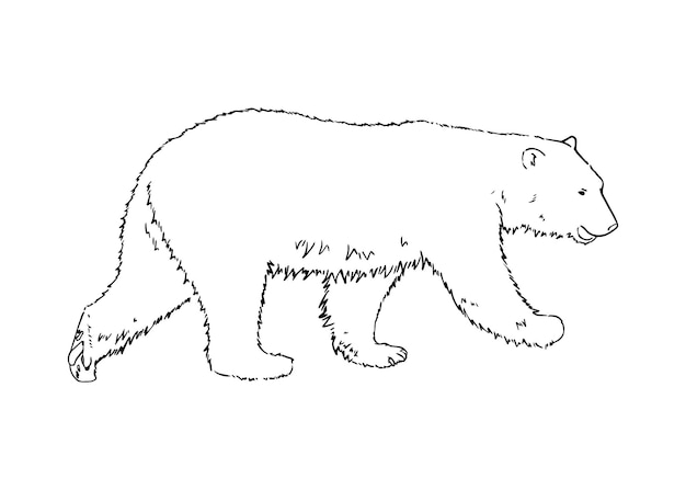 Page tundra vectors illustrations for free download