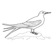 Tundra animals coloring pages free printable pictures