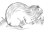 Tundra animals coloring pages free printable pictures