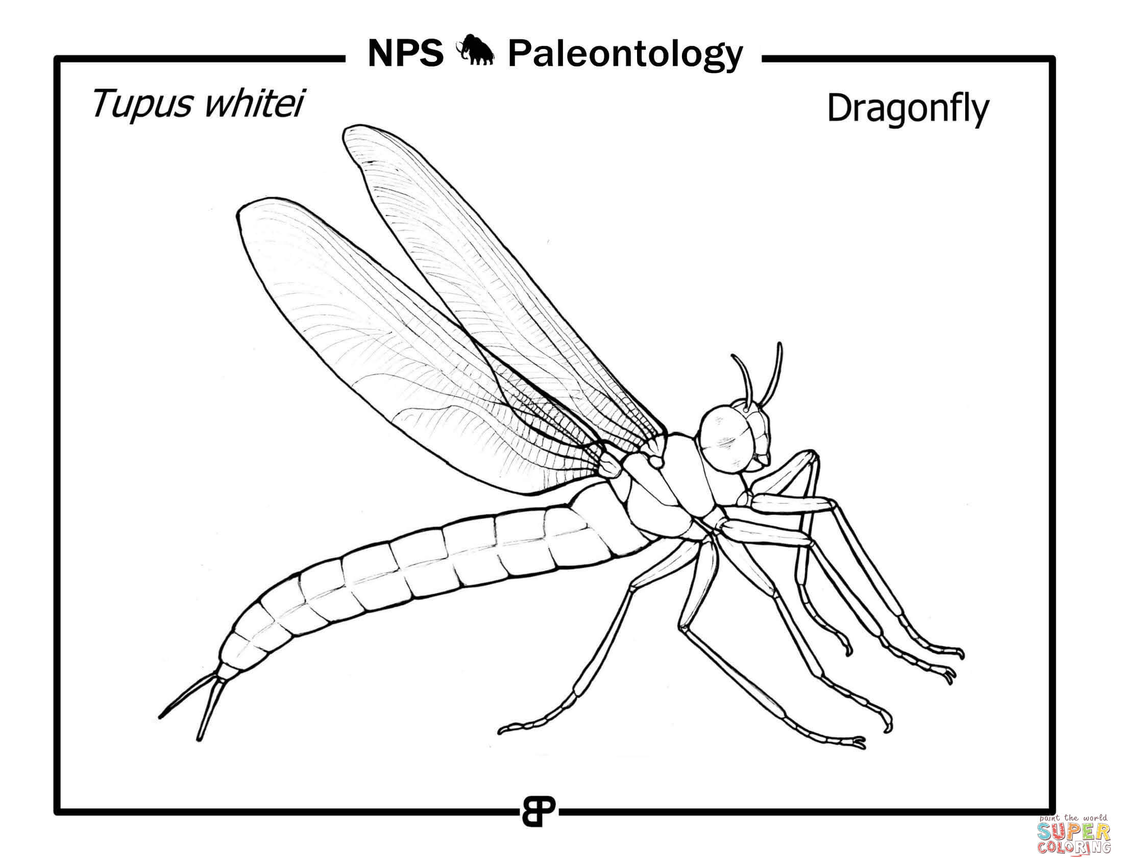 Prehistoric dragonfly tupus whitei coloring page free printable coloring pages