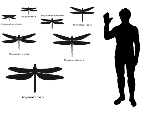 If evolution wasnt false how do evolutionists explain why there are no giant insects at least as large as cats if they evolved randomly according to the evolution hypothesis wouldnt we see