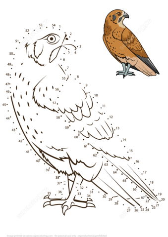 Falcon bird dot to dot free printable coloring pages