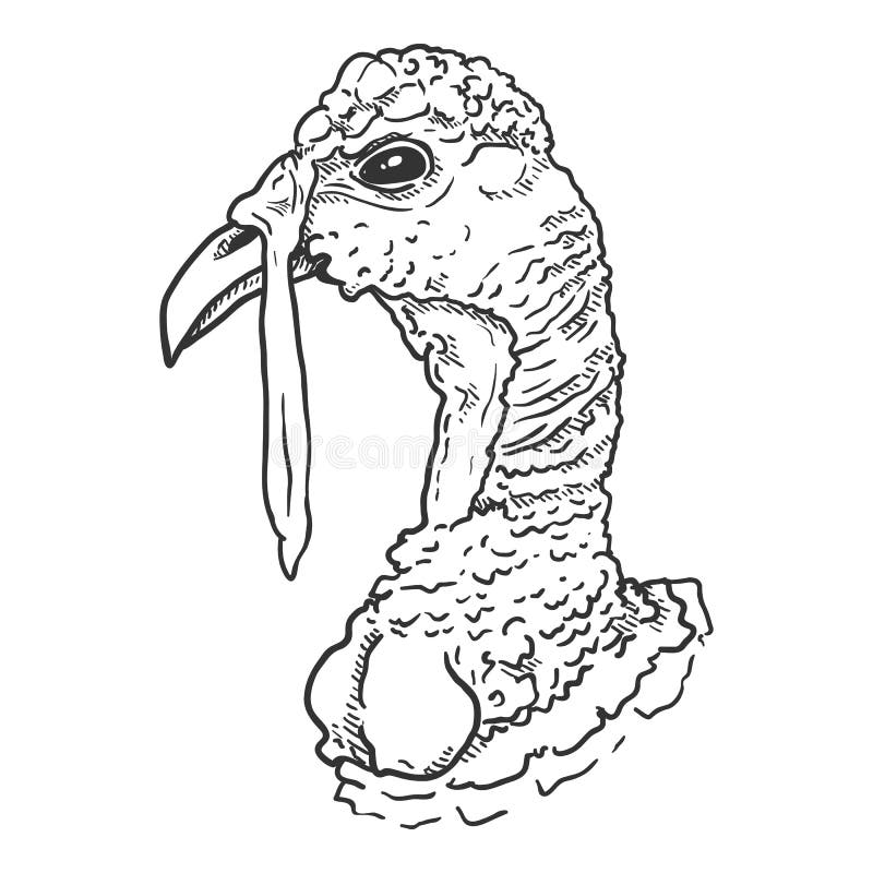 Vector sketch head of turkey bird stock vector