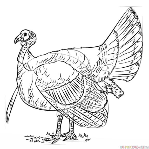How to draw a turkey step by step drawing tutorials
