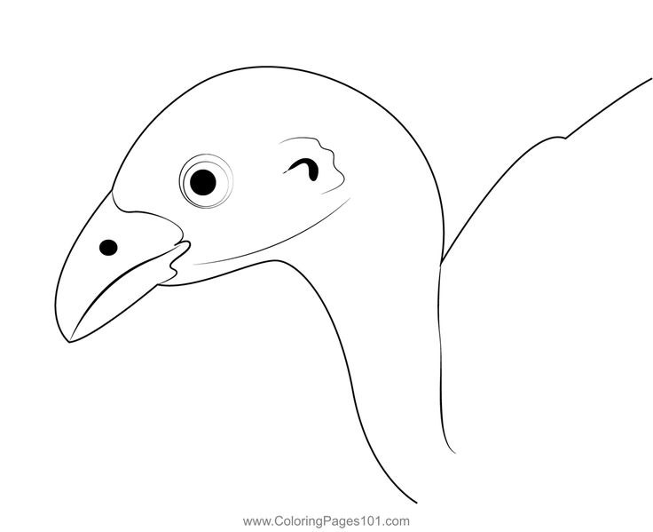 Brush turkey head colorg page colorg pages turkey colorg pages colorg pages for kids