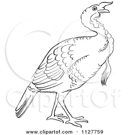Vintage black and white thanksgiving turkey drawing