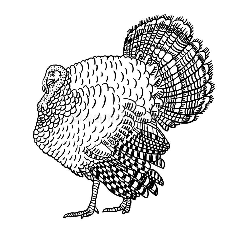 Turkey leg outline icon isolated line vector illustration from united states of america collection stock vector