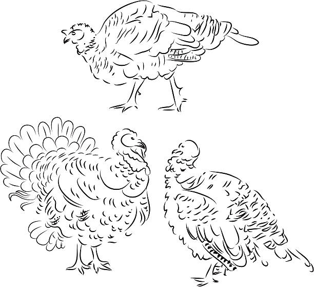 Turkey leg isolated stock illustrations royalty