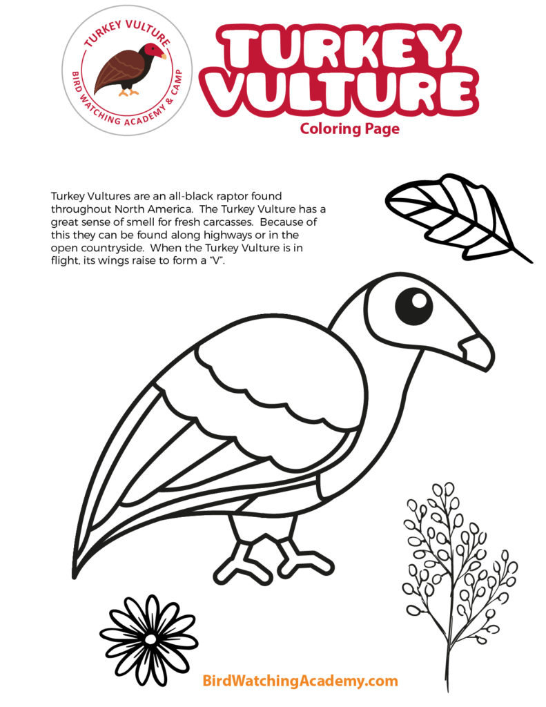 Turkey vulture coloring page