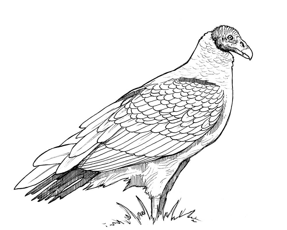 Turkey vulture profil ink by veronrishka on