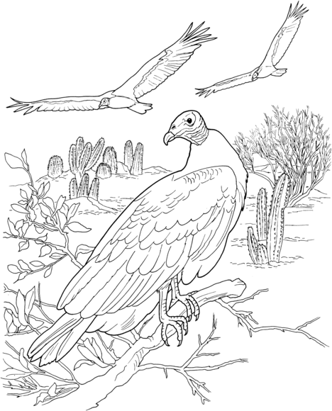 Turkey vultures in a desert coloring page free printable coloring pages desert animals coloring animal coloring pages turkey coloring pages