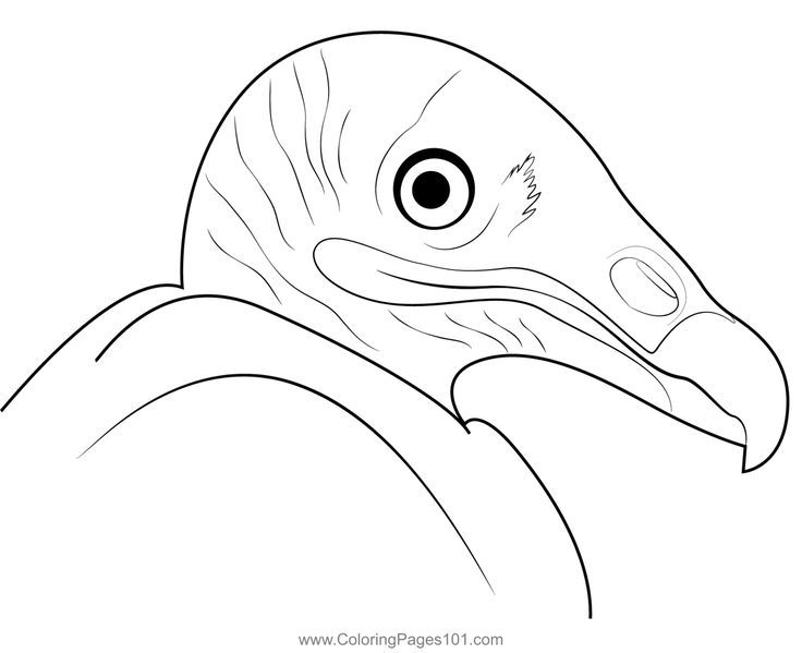 Turkey vulture coloring page coloring pages coloring pages for kids printable coloring pages